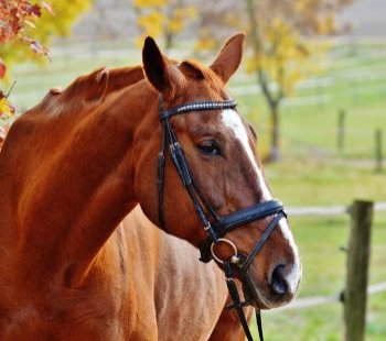 Errigal Equestrian Centre